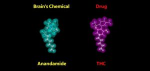 ساختار THC و Anandamid - توهم گل